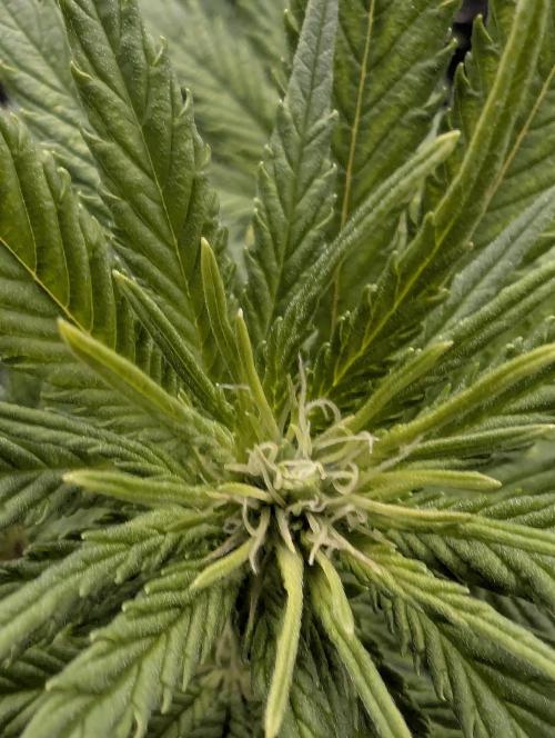 Kush Mass Auto - G1. Week 13