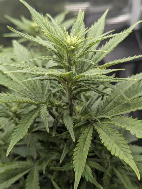 Kush Mass Auto - G1. Week 13