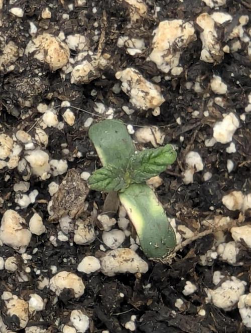 Do-Si-Dos Auto - G2. Week 0