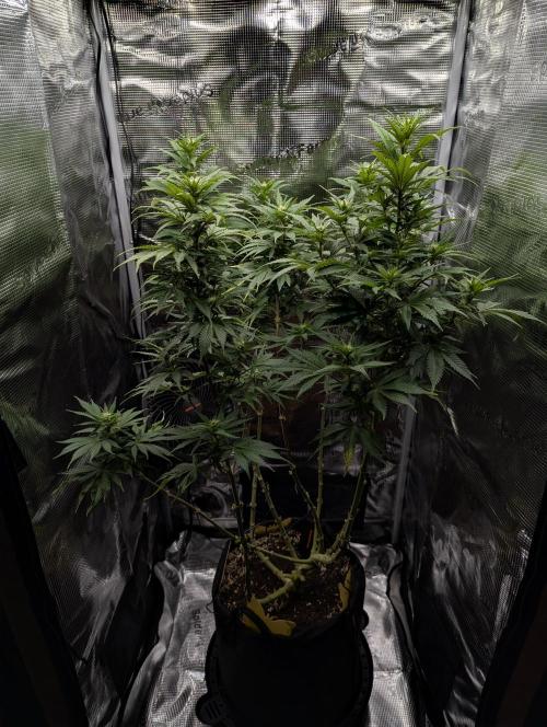 Kush Mass Auto - G1. Week 14