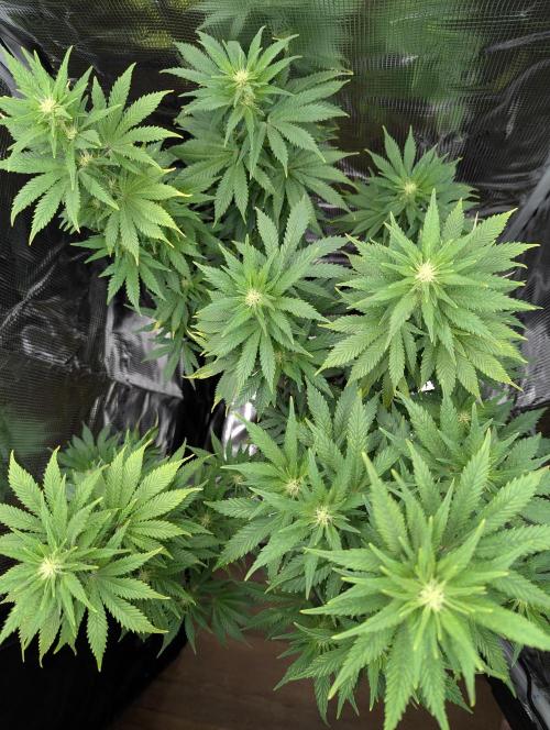 Kush Mass Auto - G1. Week 14