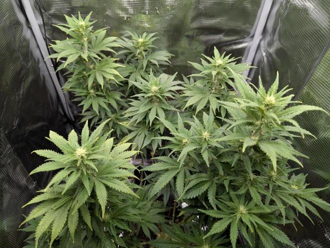 Kush Mass Auto - G1. Week 14