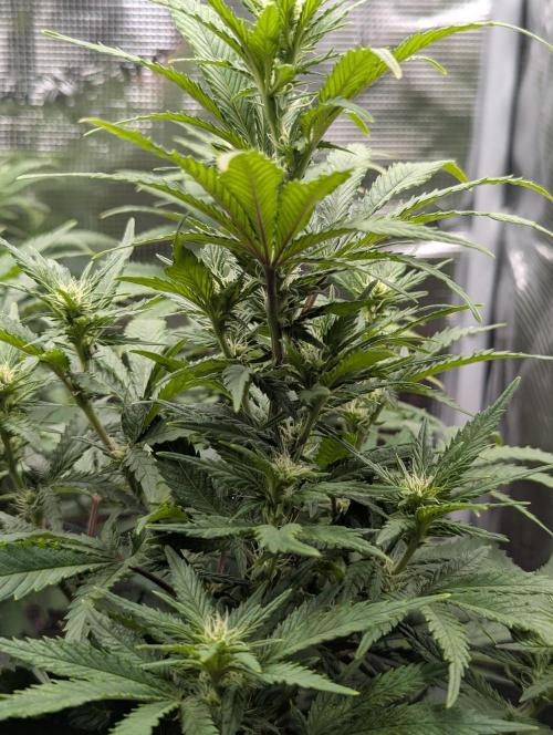 Kush Mass Auto - G1. Week 14