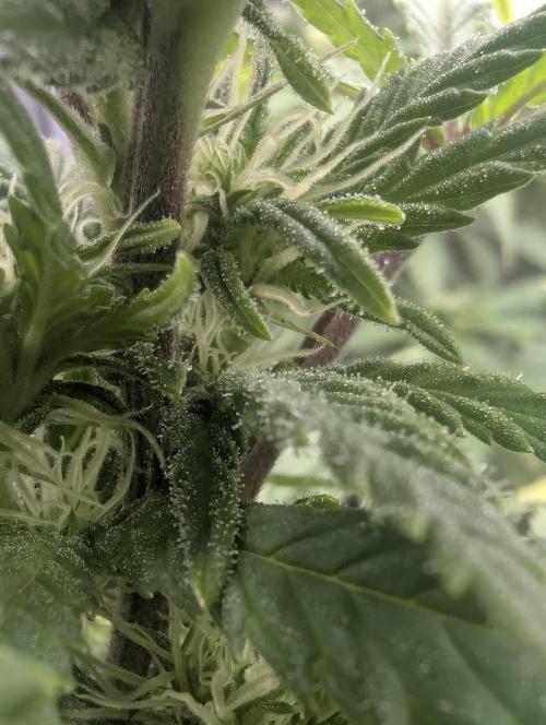 Kush Mass Auto - G1. Week 14