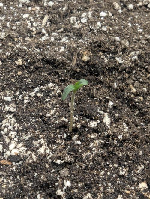 Runtz Auto - G2. Week 0