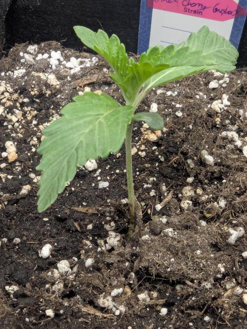 Black Cherry Gushers - G2. Week 1