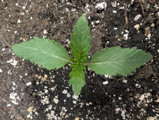 Black Cherry Gushers - G2. Week 1