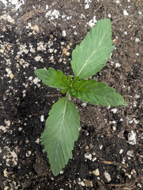 Black Cherry Gushers - G2. Week 1