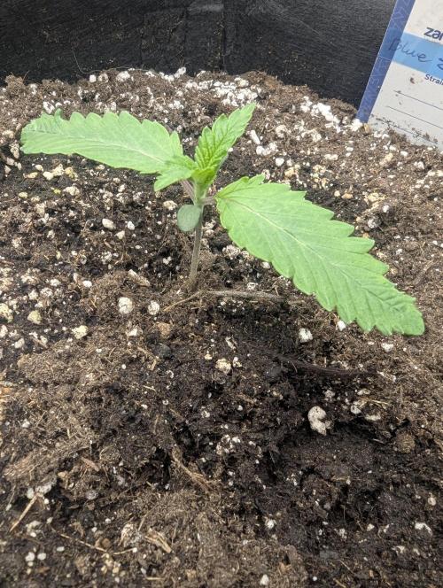 Blue Zushi - G2. Week 1