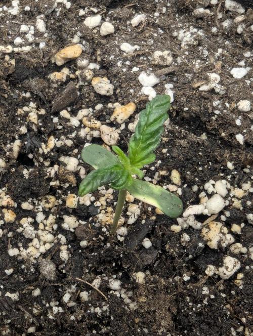 Do-Si-Dos Auto - G2. Week 0