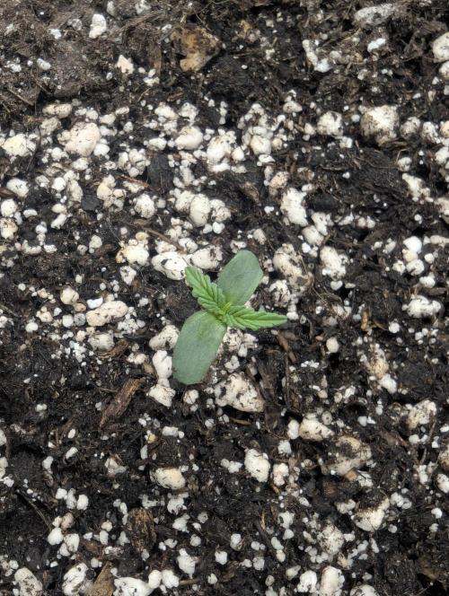 Runtz Auto - G2. Week 0