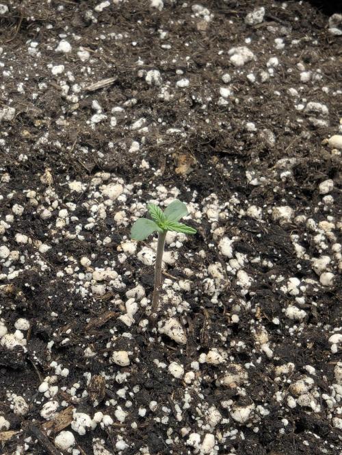 Runtz Auto - G2. Week 0