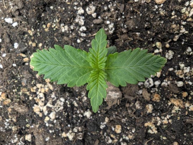 Papaya Zoap Auto - G2. Week 1