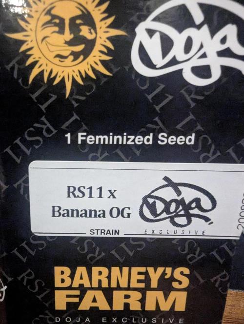 RS11 x Banana OG - G2. Week 0