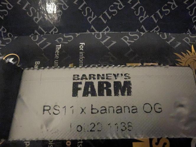 RS11 x Banana OG - G2. Week 0