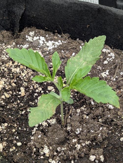 Black Cherry Gushers - G2. Week 1