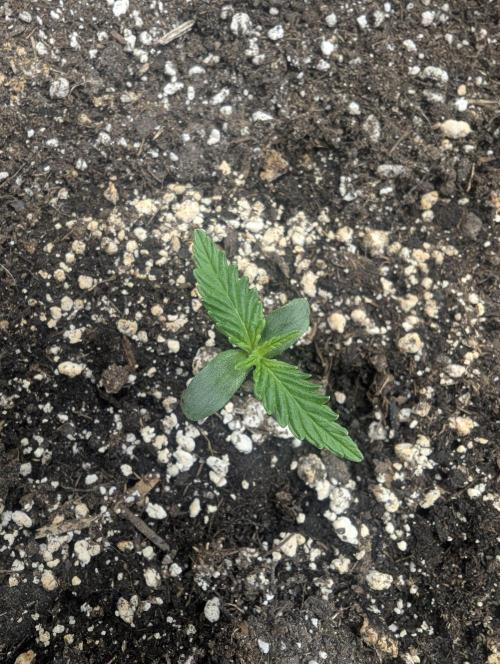 Runtz Auto - G2. Week 0