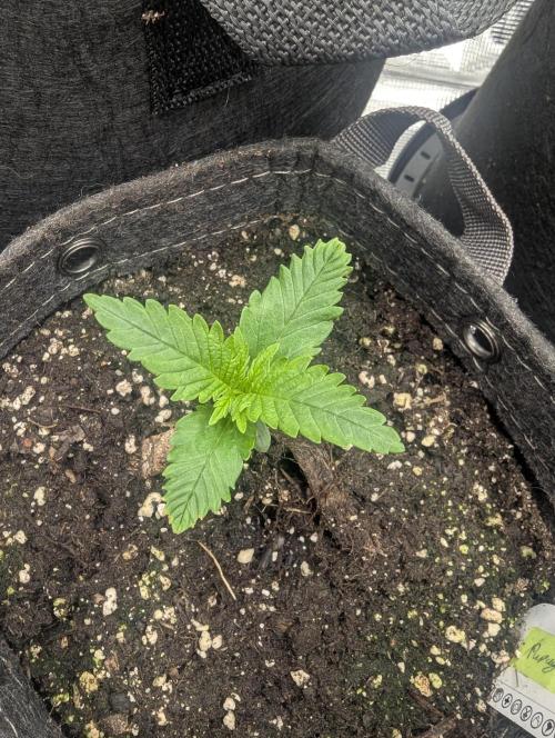 Papaya Zoap Auto - G2. Week 1