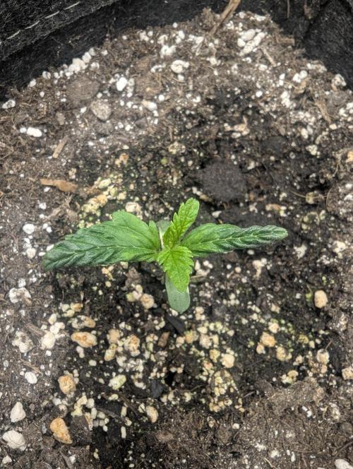 Do-Si-Dos Auto - G2. Week 1