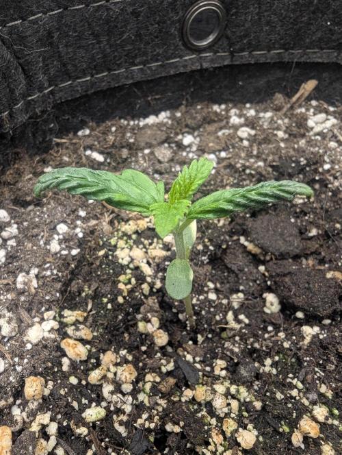 Do-Si-Dos Auto - G2. Week 1