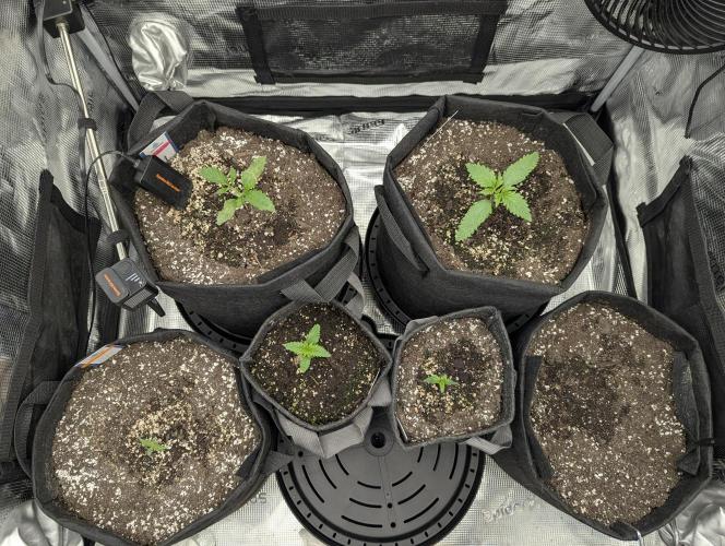 Black Cherry Gushers - G2. Week 1