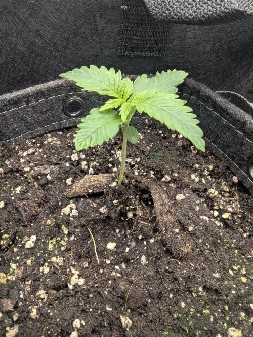 Papaya Zoap Auto - G2. Week 1