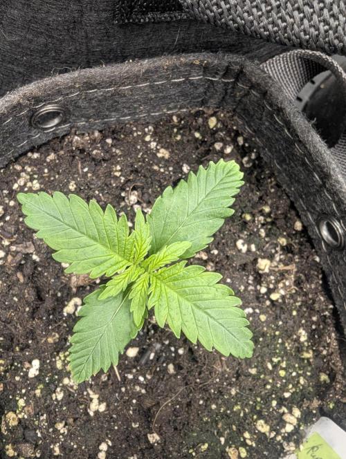 Papaya Zoap Auto - G2. Week 1