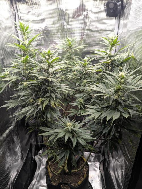 Kush Mass Auto - G1. Week 15