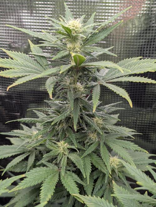 Kush Mass Auto - G1. Week 15