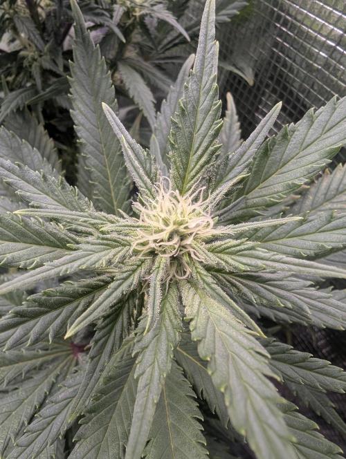 Kush Mass Auto - G1. Week 15