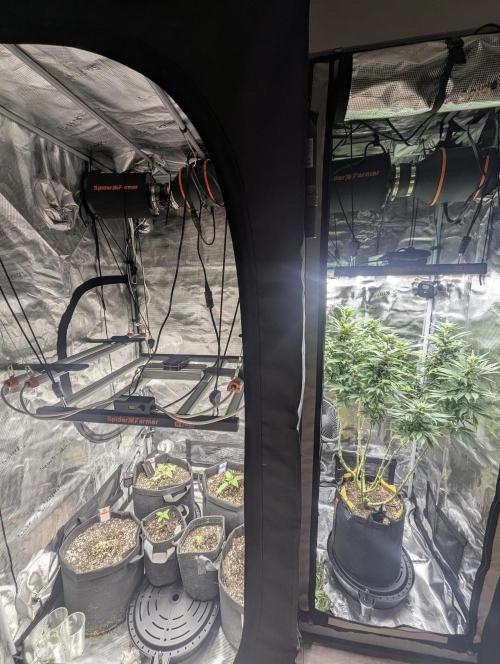 Kush Mass Auto - G1. Week 15