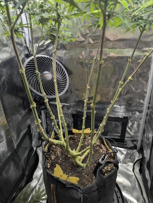 Kush Mass Auto - G1. Week 15