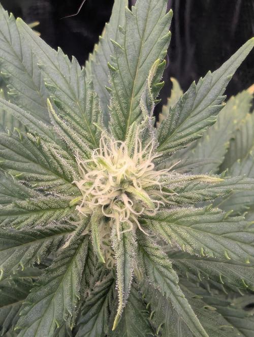 Kush Mass Auto - G1. Week 15