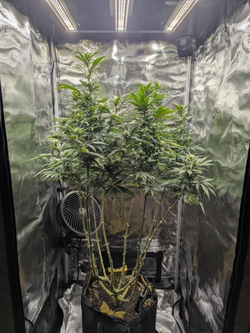 Kush Mass Auto - G1. Week 15