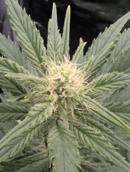 Kush Mass Auto - G1. Week 15