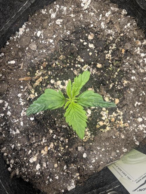 Do-Si-Dos Auto - G2. Week 1