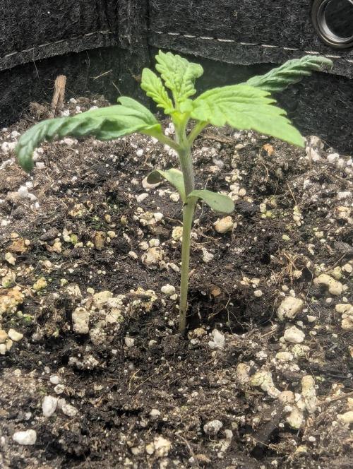 Do-Si-Dos Auto - G2. Week 1