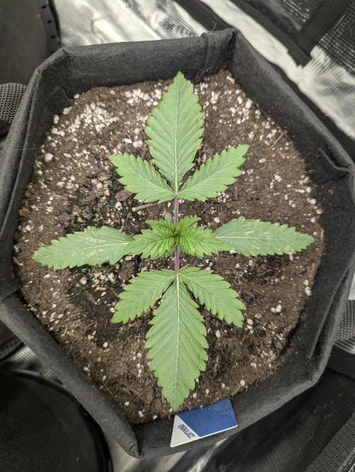 Blue Zushi - G2. Week 2