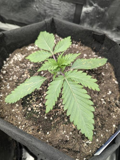 Blue Zushi - G2. Week 2