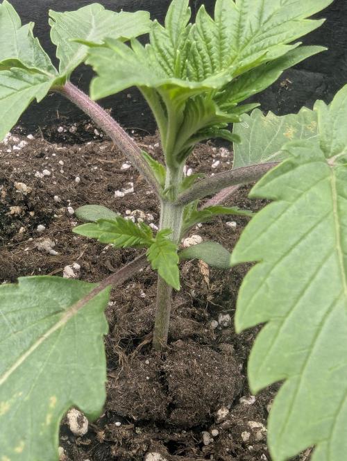 Blue Zushi - G2. Week 2