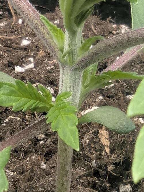 Blue Zushi - G2. Week 2