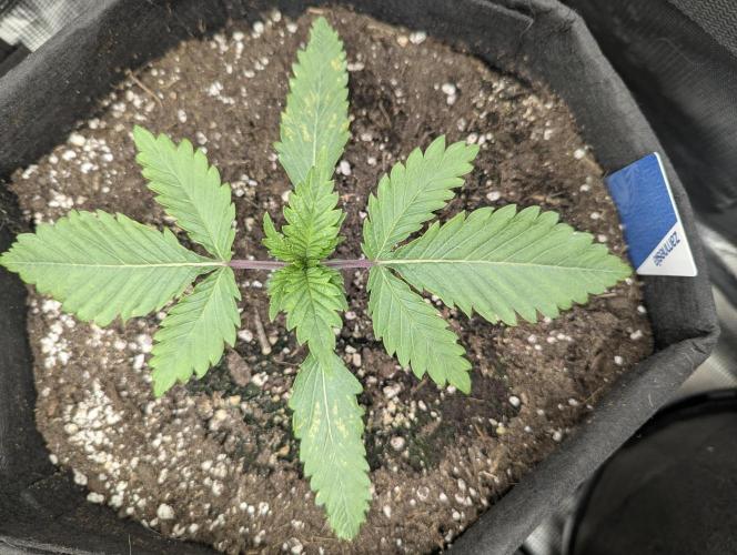 Blue Zushi - G2. Week 2