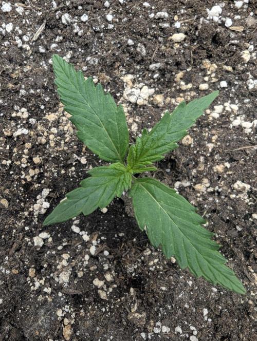 Runtz Auto - G2. Week 1