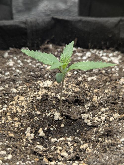 Runtz Auto - G2. Week 1