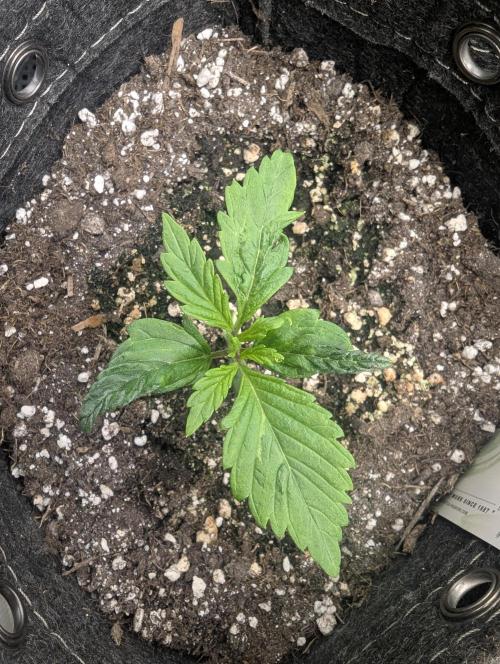 Do-Si-Dos Auto - G2. Week 2