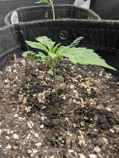 Do-Si-Dos Auto - G2. Week 2