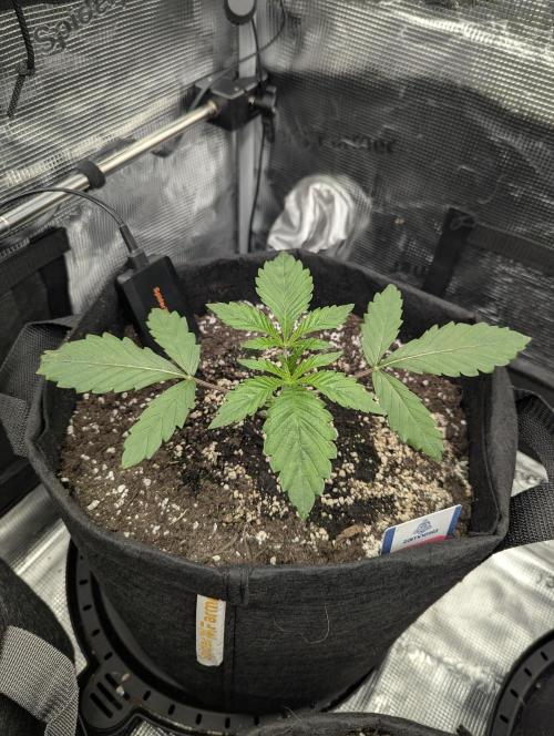Black Cherry Gushers - G2. Week 2