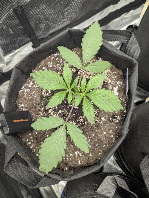 Black Cherry Gushers - G2. Week 2