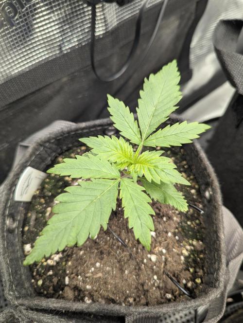 Papaya Zoap Auto - G2. Week 2