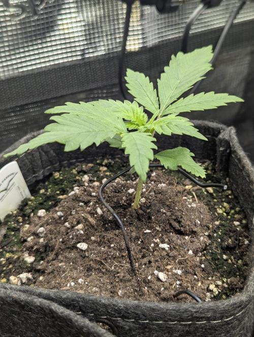 Papaya Zoap Auto - G2. Week 2